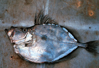 Zenopsis conchifera, Silvery John dory: fisheries