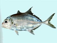 Carangoides humerosus, Duskyshoulder trevally: fisheries