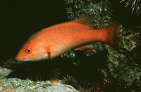 Semicossyphus pulcher, California sheephead: fisheries, gamefish, aquarium