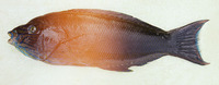 Anampses geographicus, Geographic wrasse: fisheries, aquarium