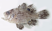 Apogon albimaculosus, Cream-spotted cardinalfish: