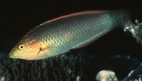 Halichoeres solorensis, Green wrasse: