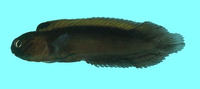 Enchelyurus ater, Black blenny: