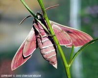 Hyles euphorbiae - Spurge Hawk-moth