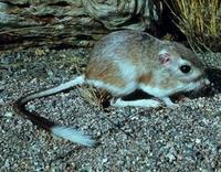 Image of: Dipodomys spectabilis (banner-tailed kangaroo rat)