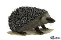 Image of: Erinaceus europaeus (western European hedgehog)