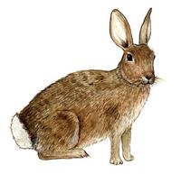 Image of: Sylvilagus floridanus (eastern cottontail)