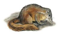 Image of: Tupaia tana (large tree shrew)