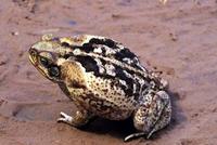 Image of: Bufo paracnemis