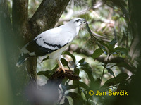 Leucopternis albicollis - White Hawk