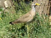 Vanellus senegallus - Wattled Lapwing