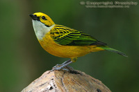 Tangara icterocephala - Silver-throated Tanager