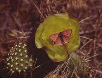 Image of: Lycaenidae (blues, coppers, coppers, hairstreaks, and blues (butterflies), gossamer-wi...