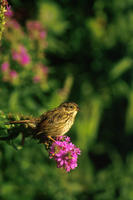 Image of: Melospiza georgiana (swamp sparrow)
