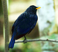 Image of: Myophonus caeruleus (blue whistling thrush)