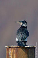 Image of: Phalacrocorax carbo (great cormorant)