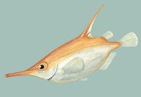 Image of: Macroramphosus scolopax