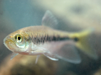 Parazacco spilurus