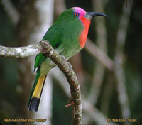 Red-bearded Bee-eater - Nyctyornis amictus