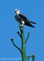 Black-shouldered Kite - Elanus caeruleus