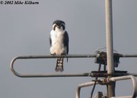 Pied Falconet - Microhierax melanoleucos