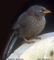 Jungle Babbler - Turdoides striata