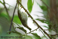 Plain Sunbird - Anthreptes simplex