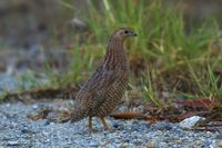 Brown Quail