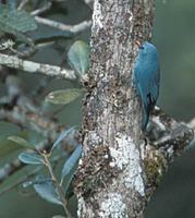 Nuthatch Vanga (Hypositta corallirostris) photo