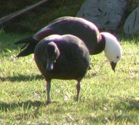 Paradise Shelduck - Tadorna variegata