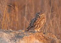 Little Owl (Athene noctua) photo