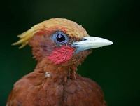 Chestnut Woodpecker (Celeus elegans) photo