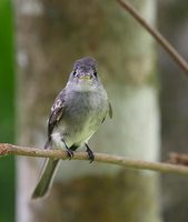 Tropical Pewee (Contopus cinereus) photo