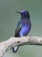 Velvet-purple Coronet (Boissonneaua jardini) photo