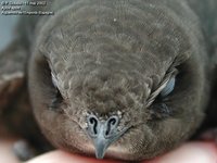 Common Swift - Apus apus