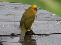 Prong-billed Barbet - Semnornis frantzii