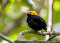 Golden-headed Manakin - Pipra erythrocephala