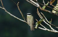 Boat-billed Flycatcher - Megarynchus pitangua