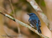 Blue-breasted Flycatcher - Cyornis herioti