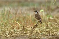 Capped Wheatear - Oenanthe pileata