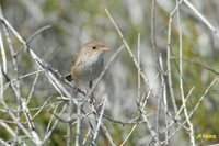 White-winged Fairywren - Malurus leucopterus