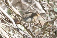 Inland Thornbill - Acanthiza apicalis