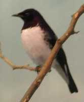 Violet-backed Starling - Cinnyricinclus leucogaster