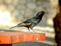 Tristram's Starling - Onychognathus tristramii