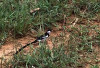 Pin-tailed Whydah - Vidua macroura