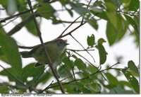 Rufous-crowned Greenlet - Hylophilus poicilotis