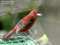 Silver-beaked Tanager - Ramphocelus carbo