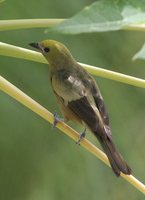 Palm Tanager - Thraupis palmarum