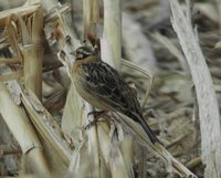 Smith's Longspur - Calcarius pictus