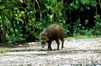 印尼野猪（苏拉维西野猪） Sus celebensis -